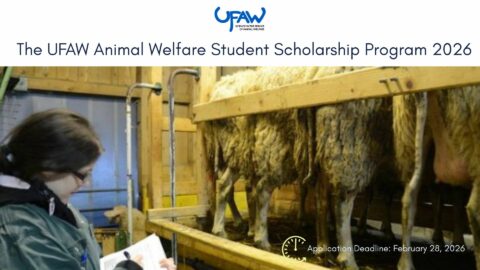 The UFAW Animal Welfare Student Scholarship Program 2026